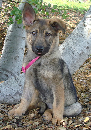 lacey von bremen sitting n5